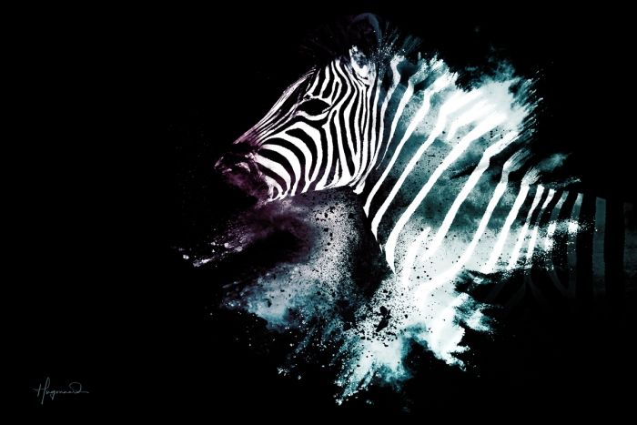 The Zebra