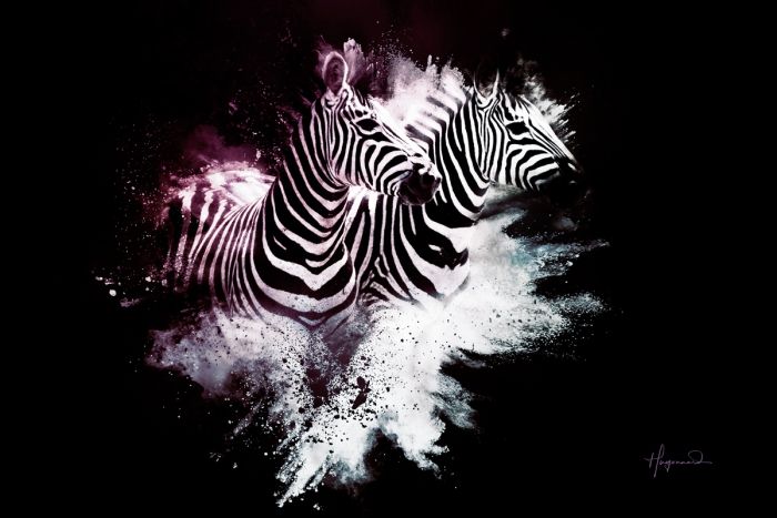 The Zebras